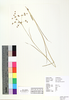 primary herbarium image