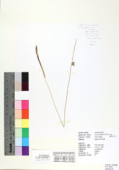 primary herbarium image