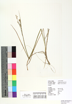 primary herbarium image