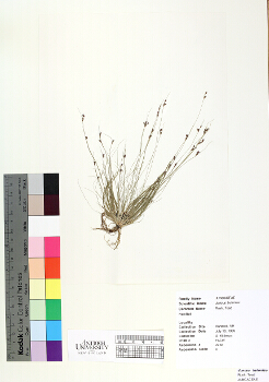 primary herbarium image