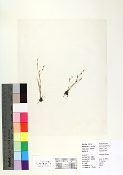 primary herbarium image