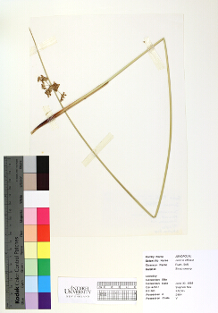 primary herbarium image