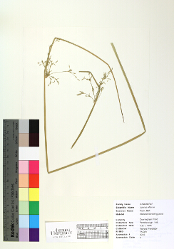 primary herbarium image
