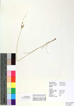 primary herbarium image