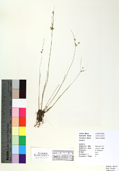 primary herbarium image