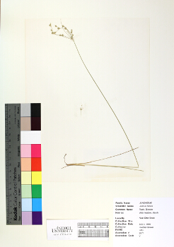 primary herbarium image