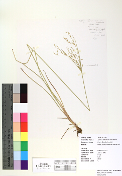 primary herbarium image