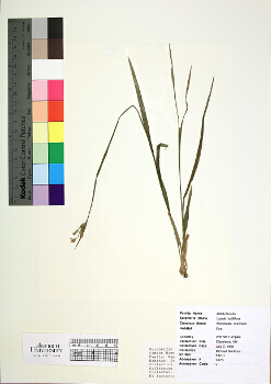 primary herbarium image