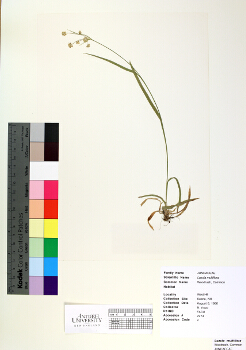 primary herbarium image