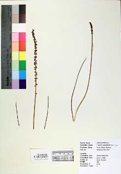 primary herbarium image