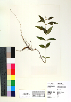 primary herbarium image