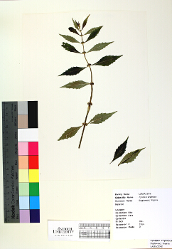 primary herbarium image