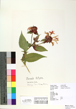 primary herbarium image