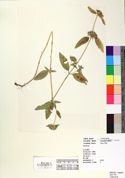 primary herbarium image