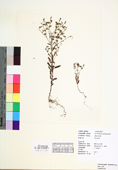 primary herbarium image