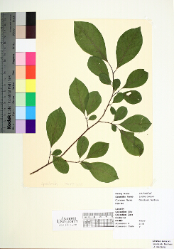 primary herbarium image