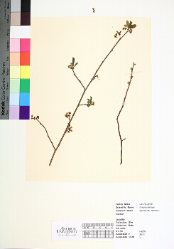 primary herbarium image