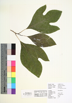 primary herbarium image