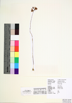 primary herbarium image