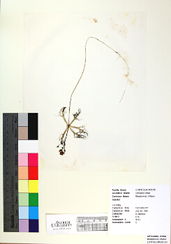 primary herbarium image