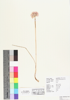 primary herbarium image