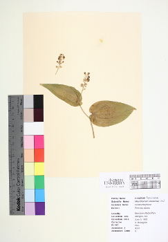 primary herbarium image