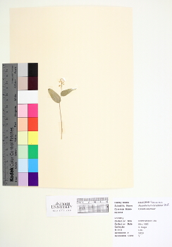 primary herbarium image