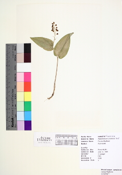 primary herbarium image