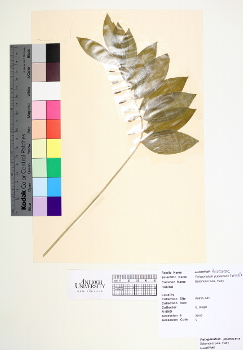 primary herbarium image