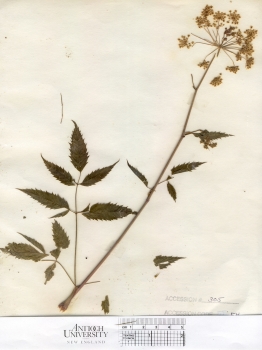 primary herbarium image