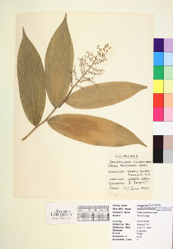 primary herbarium image