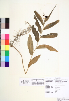 primary herbarium image