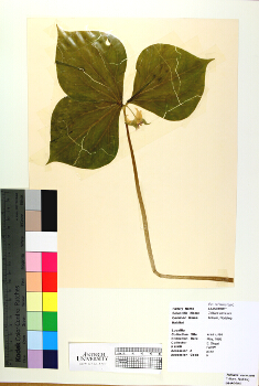 primary herbarium image