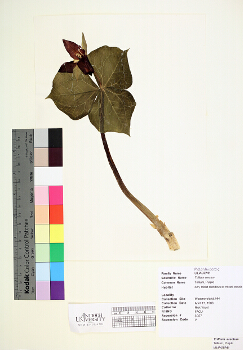 primary herbarium image