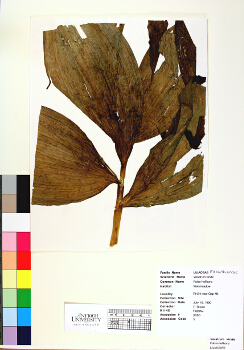 primary herbarium image