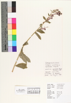 primary herbarium image