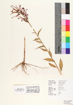 primary herbarium image