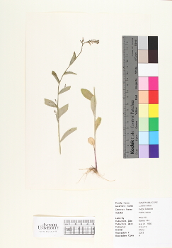 primary herbarium image