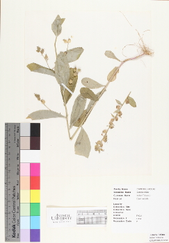 primary herbarium image