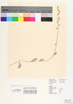 primary herbarium image