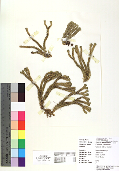 primary herbarium image