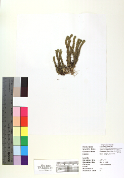 primary herbarium image