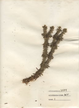 primary herbarium image