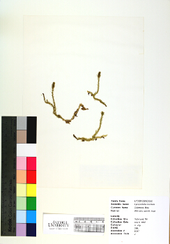 primary herbarium image