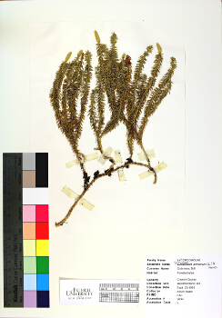 primary herbarium image