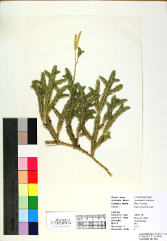 primary herbarium image