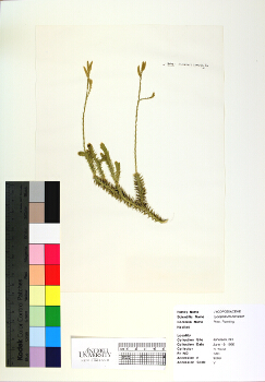 primary herbarium image