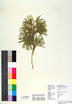 primary herbarium image