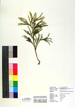 primary herbarium image