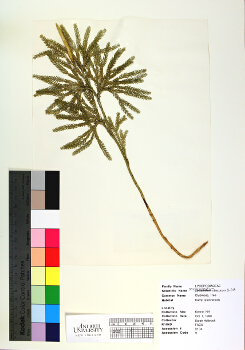primary herbarium image